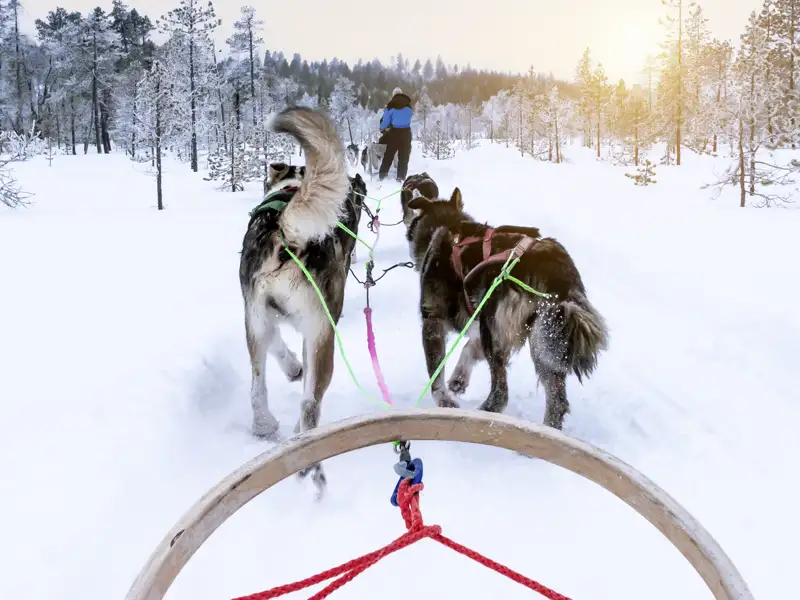 Auf dieser YOUNG LINE Reise ins winterliche Finnland unternehmen wir auch eine abenteuerliche Tour mit dem Hundeschlitten.