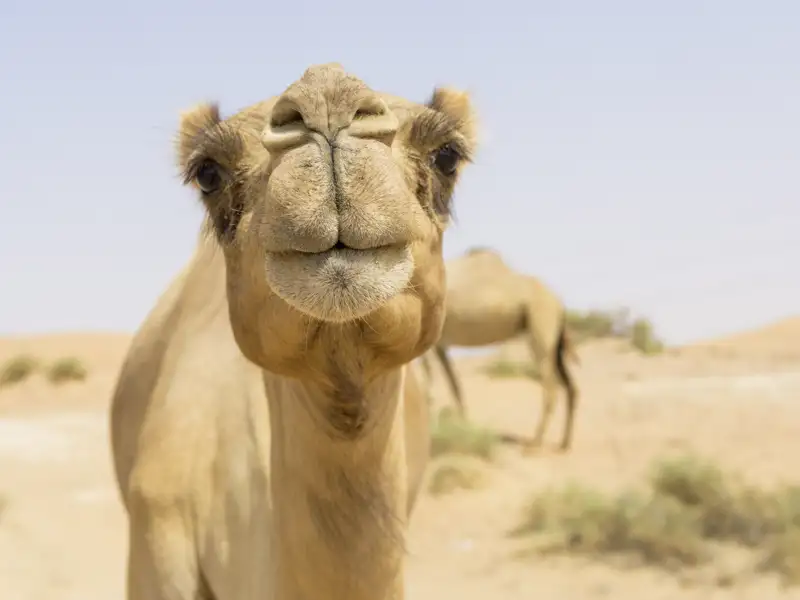 Sicherlich kreuzen auf unserer Reise mit YOUNG LINE TRAVEL durch Jordanien auch Kamele unseren Weg.