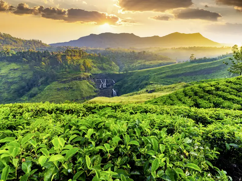 Blick über endlose Teeplantagen, mittig sieht man einen kleinen Wasserfall und im Hintergrund einen Sonnenuntergang.