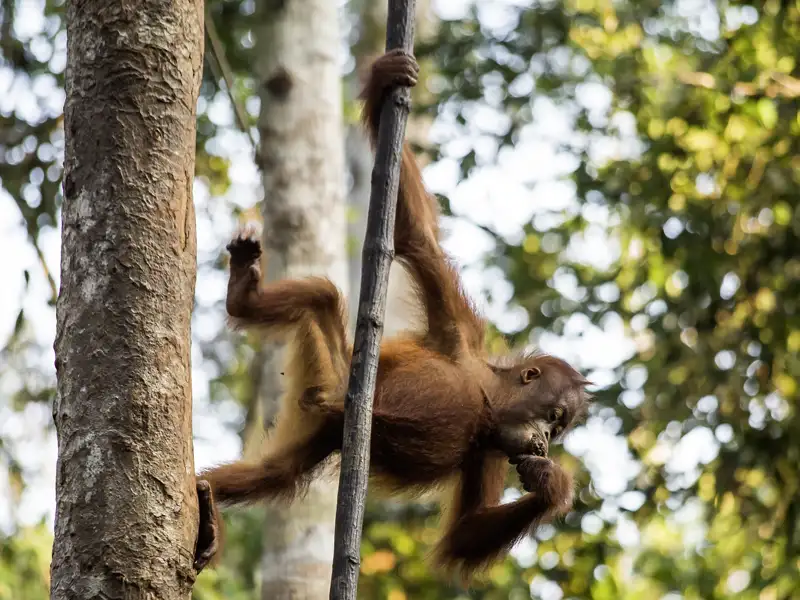 Die Möglichkeit, ein Orang-Utan-Baby zu sehen, möchtest du dir sicher nicht entgehen lassen - bei Buchung der YOUNG LINE Reise inklusive Sumatra hast du im Gunung-Leuser-Nationalpark gute Chancen.