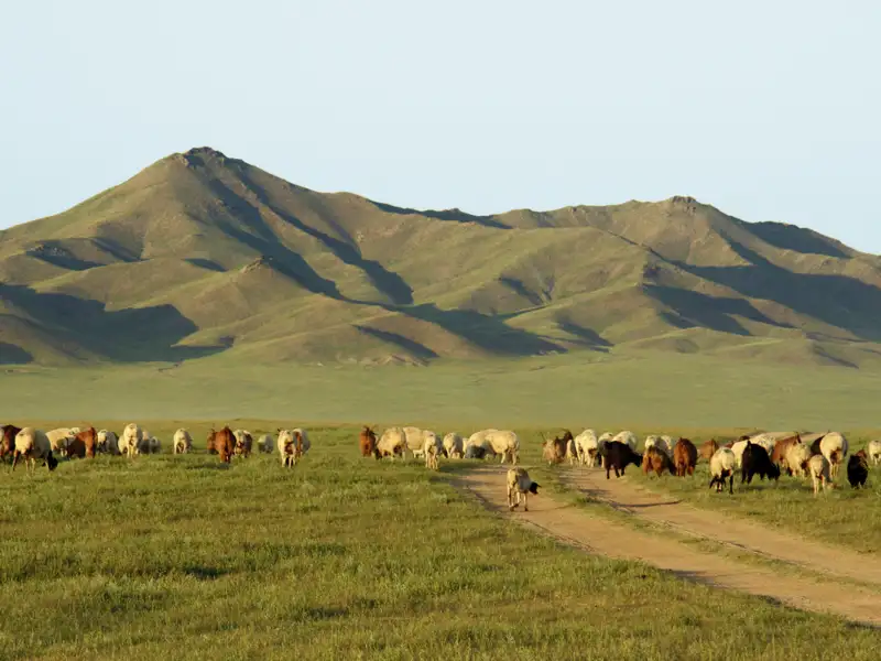 Auf dieser Reise durch die Mongolei sind wir fernab von Dörfern unterwegs, dafür sind aber Tierherden mit unzähligen Kamelen, Pferden, Kühen und Schafen allgegenwärtig.