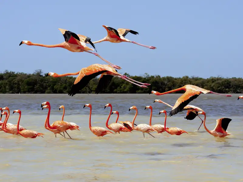 Auf unserer Rundreise durch Mexiko steigen wir im Biosphärenreservat Rio Lagartos um aufs Boot und nehmen Kurs auf die fotogenen Flamingoschwärme.