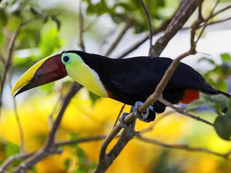 Auf unserer Reise durch Costa Rica erkunden wir das Naturparadies mit dem Boot und zu Fuß und kommen den Tieren, hier einem Tukan, ganz nah.