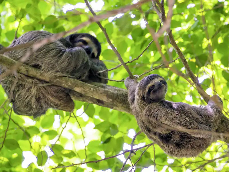 Faultiere sind echte Evergreens auf einer Panamareise - jeder liebt sie und man kann sich nicht an ihnen sattsehen.