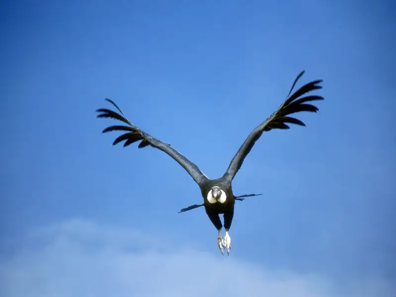 Eine Station auf unserer YOUNG LINE TRAVEL Rundreise durch Peru ist der Colca-Canyon mit dem Cruz del Condor. Mit etwas Glück sehen wir die majestätischen Kondore am Rand des Canyons kreisen.