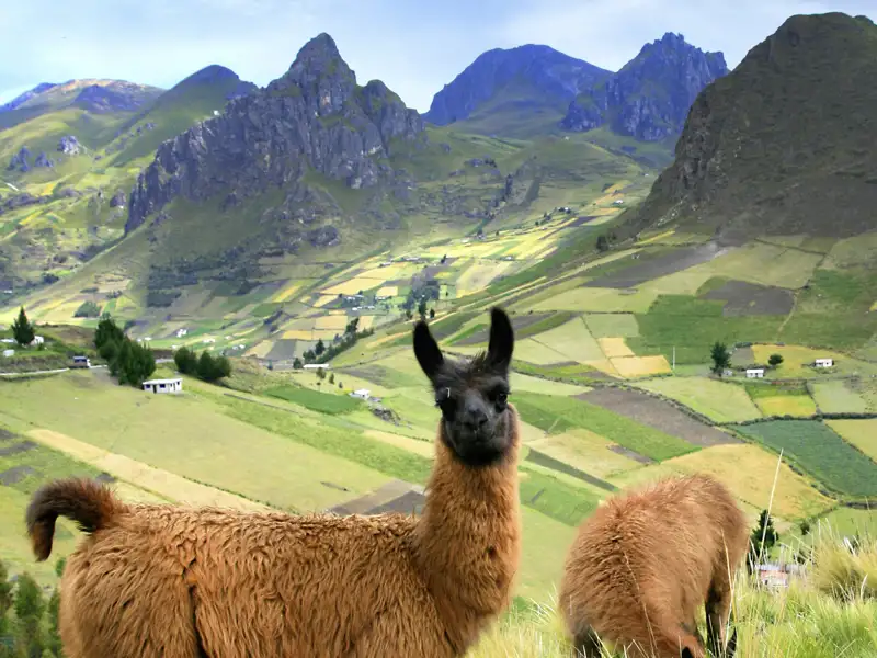 Während unserer YOUNG LINE TRAVEL Rundreise für Traveller ab 35 Jahren durch Ecuador werden wir auch die ein oder andere tierische Begegnung erleben.