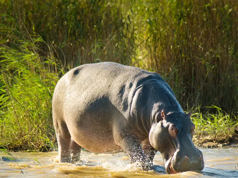 Bei Hluhluwe unternehmen wir eine Safari zu den berühmten Hippos.