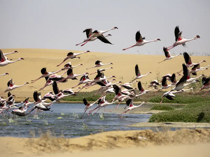 Auf unserer YOUNG LINE TRAVEL Reise durch Namibia begegnen wir einer Menge wilder und schöner Tiere, wie hier den Flamingos bei Walvis Bay.