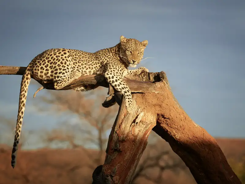 Der am schwierigsten zu entdeckende Teil der Big Five ist sicherlich der Leopard. Wir halten während unserer YOUNG LINE TRAVEL Reise durch Namibia die Augen offen.
