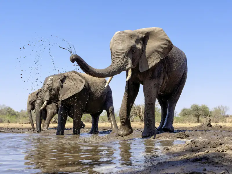 Eine Herde afrikanischer Elefanten trinkt und planscht an einem Wasserloch.