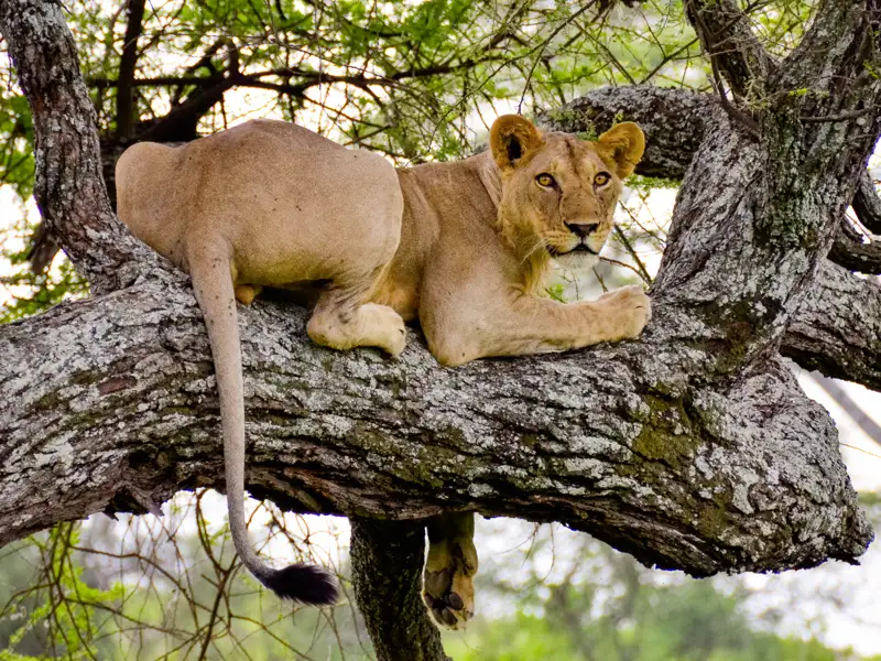Auf Ihrer Rundreise durch Tansania sehen nicht nur Sie die Big Five - Sie ziehen auch neugierige Blicke auf sich.