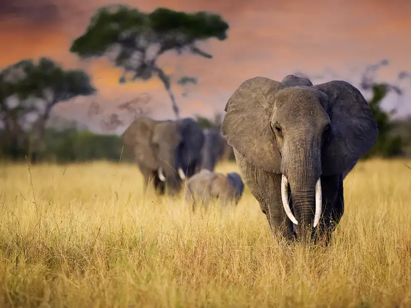 Bei Ihrer Rundreise durch Tansania erleben Sie Elefanten in freier Wildbahn. Zum Sonnenutnergang ein ganz besonderes Erlebnis.