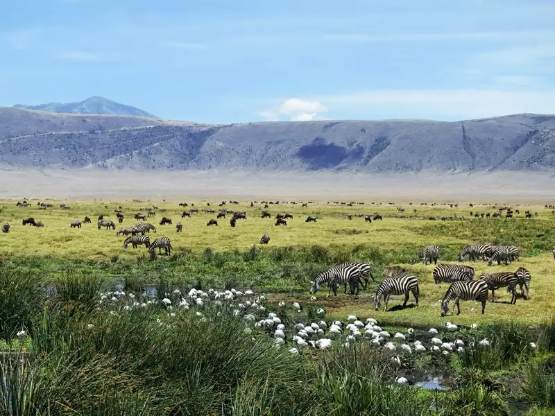 Während unserer Rundreise nach Tansaia sehen wir im Ngorongoro-Kratergroße Herden von Zebras und Gnus friedlich  weiden.