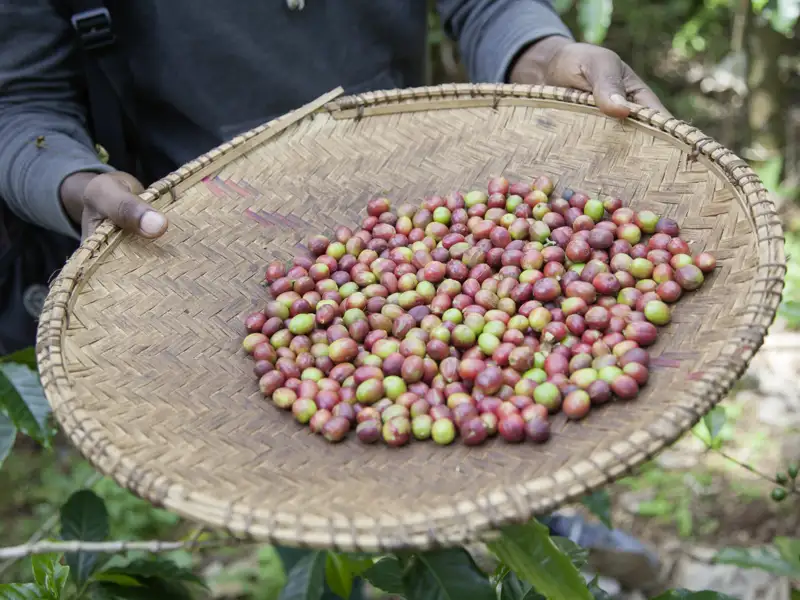 Während Ihrer Rundreise durch Tansania steht auch ein  Besuch einer Kaffeeplantage auf dem Programm.
