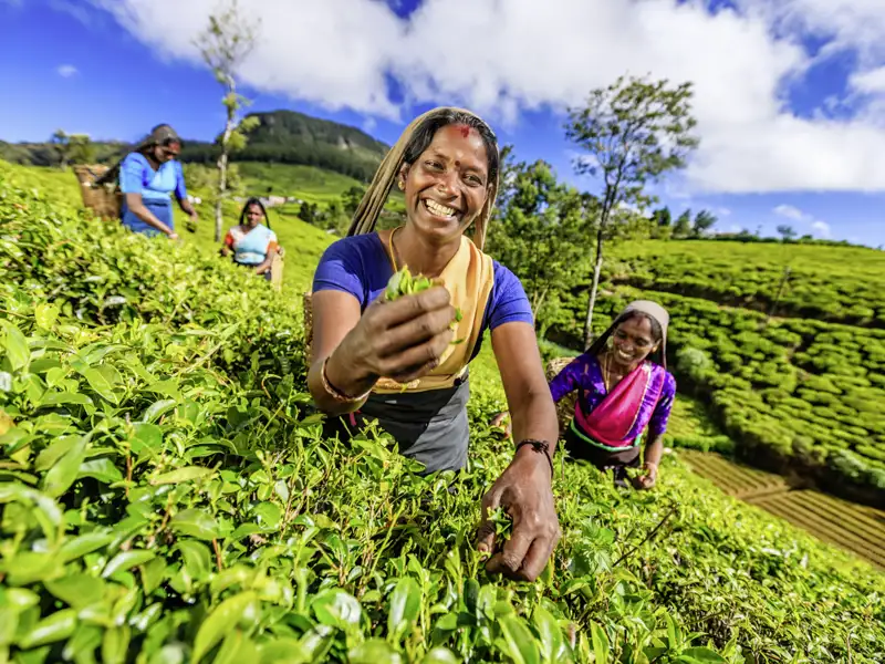 Ein gewohntes Bild im Bergland Sri Lankas: Teepflückerinnen bei der Arbeit
