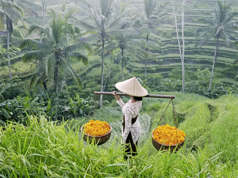 Auf der Insel Bali gibt unzählige Reisfelder. Bei unserer Rundfahrt können wir Reisbauern bei ihrer Arbeit über die Schulter schauen.