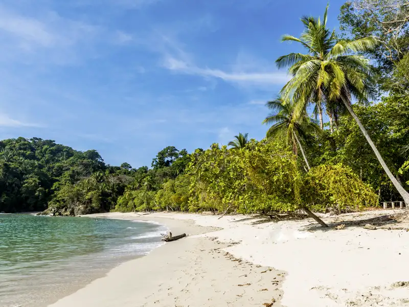 Auf unserer Rundreise durch Costa Rica entdecken Sie im Nationalpark Manuel Antonio die faszinierende Flora und Fauna. Weiße Sandstrände, umspült von türkisblauem Wasser, bieten eine paradiesische Kulisse – ein Karibiktraum am Pazifik.