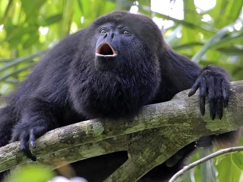 Auch das erleben wir auf unserer Reise durch Guatemala und El Salvador: Leise pirschen wir durchs Dickicht, immer den Geräuschen des Dschungels nach. Wo verstecken sich Brüllaffen, Papageien, Nasenbären? Der Marco Polo Scout hilft bei der Suche.