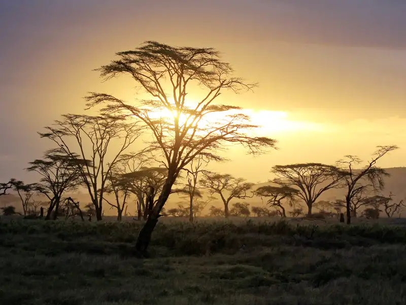 Die Sonnenuntergänge sind einmalig in Tansania, auch wir haben während unserer Marco Polo Reise in einer Mini-Gruppe die Möglichkeit, dieses tolle Schauspiel zu genießen. Wenn die Sonne tiefer steht, wagen sich auch die Tiere wieder aus ihren Verstecken.