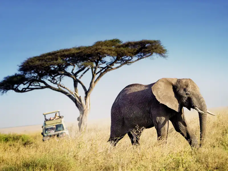 Auf Ihrer Tansaniareise kommen Sie auch in den Tarangire-Nationalpark. In dieser Gegend sind weniger Touristen unterwegs, dafür umso mehr Dickhäuter: Tarangire hat eine besonders große Population von Elefanten!