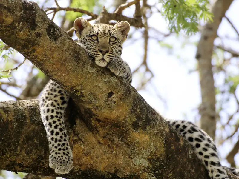 Auf unserer Marco Polo Reise nach Tansania halten wir Ausschau nach den Big Five, zu denen auch der Leopard gehört.