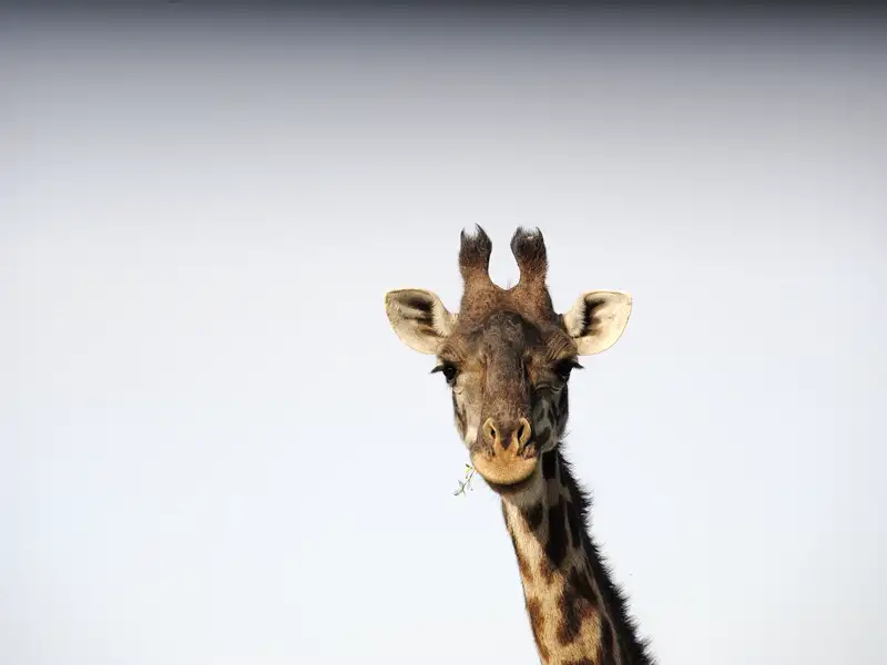 Während unserer Marco Polo Reise durch Tansania in einer Mini-Gruppe unternehmen wir zahlreiche Safaris, immer auf den Spuren der Big Five.