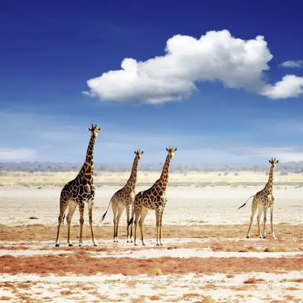 Auf unseren Game Drives durch den Etoschapark halten wir jederzeit die Kameras bereit, neben Giraffen haben wir vielleicht auch die Chance auf Vertreter der Big Five.