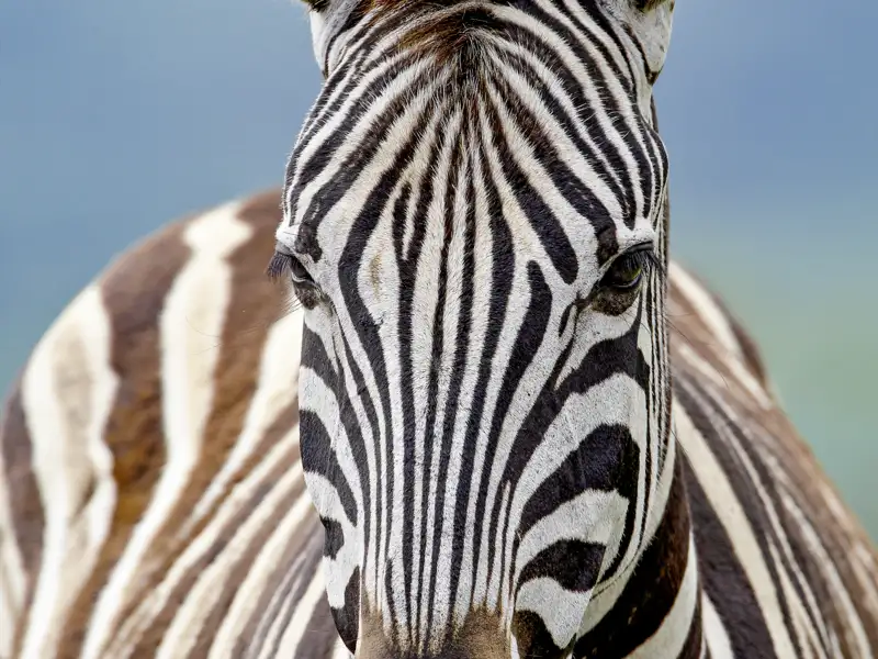 Auf unserer Rundreise durch Namibia begeistern wir uns immer wieder an der einheimischen Tierwelt wie diesem Zebra.