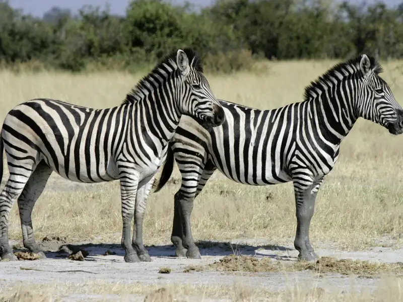 Die Begegnungen mit der Tierwelt Afrikas beeindrucken immer wieder. Wie die beiden Zebras im Etoscha-Nationalpark.