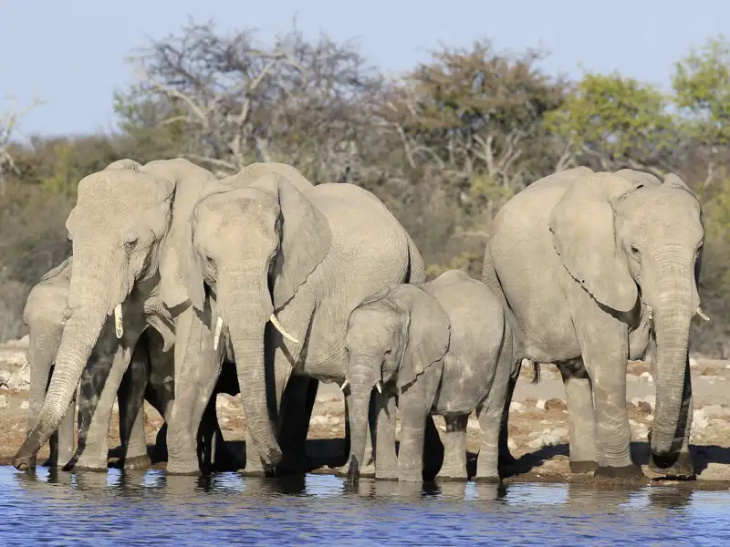 Auf unser Fahrt durch den Etoschapark begegnen wir vielleicht auch Elefanten wie diesen fünf Dickhäutern, die ihren Durst stillen.