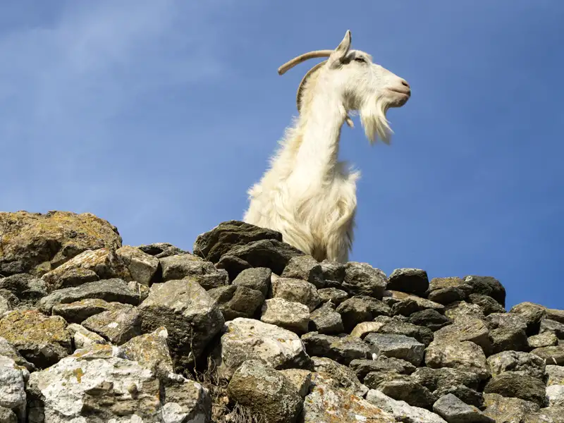 Auf unserer Mini-Gruppen-Rundreise auf die Kykladen bleibt immer wieder Zeit, innezuhalten und den Ausblick zu genießen.