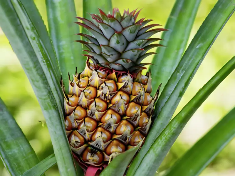 Auf der Rundreise über die Azoren besuchen wir eine Ananasplantange, wo wir mehr über den Anbau der Früchte erfahren und selbst mit anpacken können.
