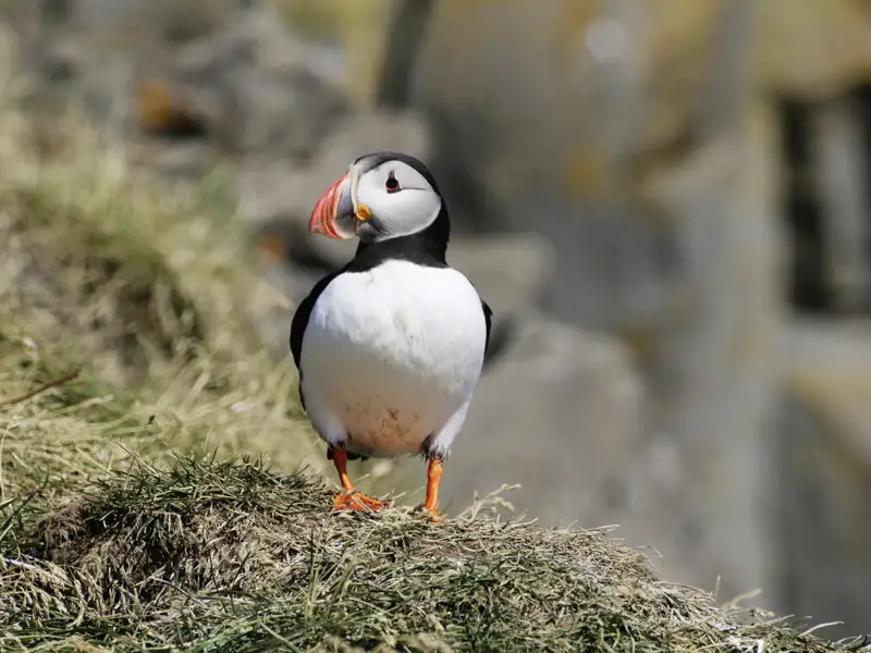 Die fotogenen Papageitaucher, die Ihnen auf Ihrer Rundreise begegnen, gehören zu Island wie Wasserfälle und Vulkane.