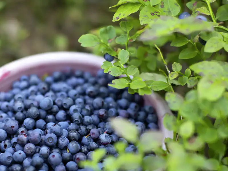 Auf unserer Rundreise nach Island kommt auch die Kulinarik nicht zu kurz!