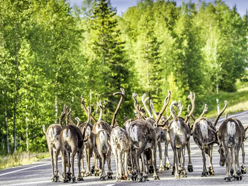 Auch das kann uns auf unserer YOUNG LINE Reise nach Finnland erwarten - eine Rentierherde mitten auf der Straße.