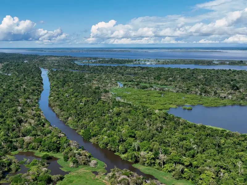Der Amazonas-Regenwald von oben, Flussarme schlängeln sich durch den dichten Dschungel, die Vegetation ist üppig und sattgrün.