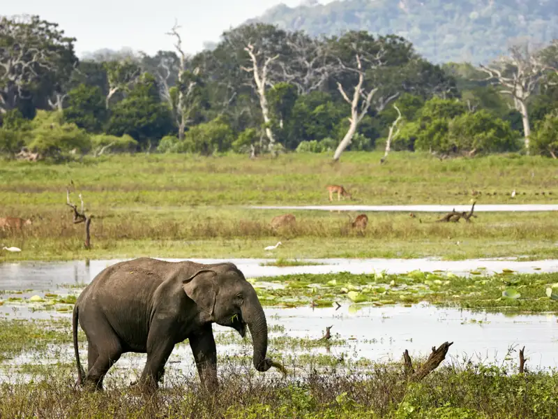 Bei Ihrer Rundreise durch Sri Lanka halten wir zusammen nach Elefanten Ausschau. Vor allem die schwimmenden Elefanten im Gal-Oya-Nationalpark sind absoluter Geheimtipp und auch für Sri Lanka einzigartig.