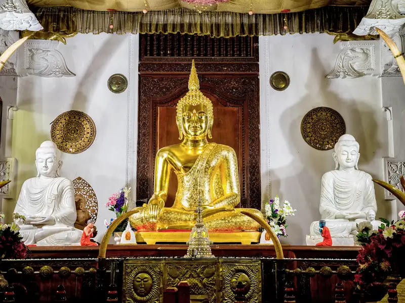 Auf unserer Rundreise durch Sri Lanka besuchen wir in Kandy den Zahntempel (UNESCO-Welterbe). In ihm behüten Mönche die wichtigste Reliquie Sri Lankas, den linken oberen Eckzahn Buddhas. Besonders eindrucksvoll: die komplett vergoldete und mit Edelsteinen geschmückte Statue eines sitzenden Buddhas.