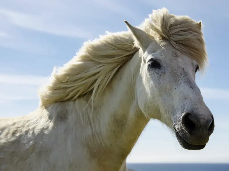 Den robusten und freundlichen Islandponys begegnen Sie auf Ihrer individuellen Mietwagen-Rundreise mit Marco Polo über die Insel unter dem Polarkreis sicher öfter.