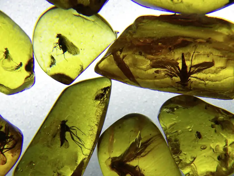 Ihre Baltikum-Rundreise führt auch an die Ostseeküste Estlands, wo mit etwas Glück Bernstein, das Gold der Ostsee, zu finden ist.