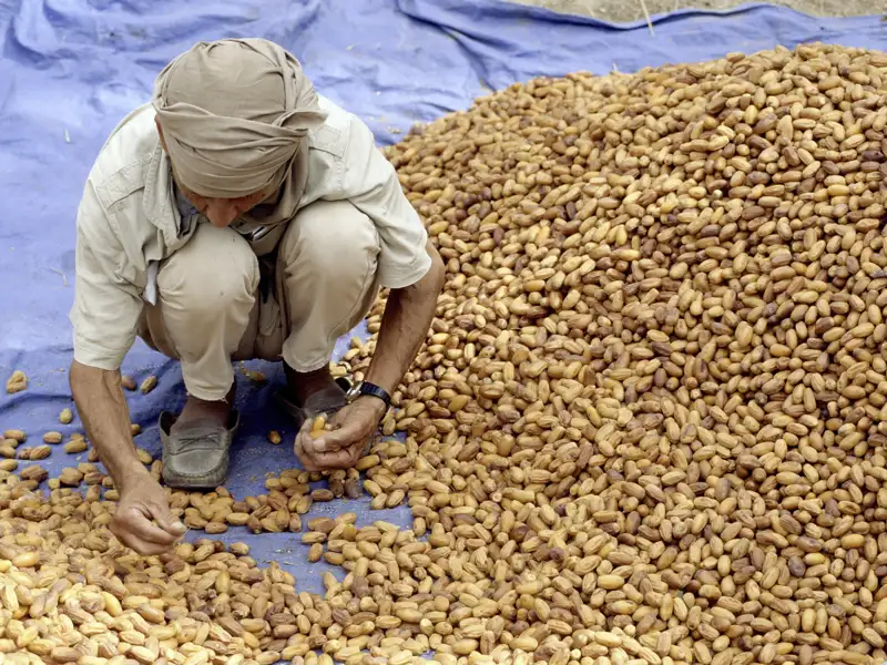 Sie werden auf Ihrer individuellen Reise durch Tunesien in die Kunst des Dattelpflückens und der Weiterverarbeitung eingeführt.