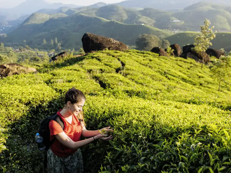 Auf Ihrer individuellen Rundreise durch Südindien besuchen Sie auch eine der zahlreichen Teeplantagen in Kerala.
