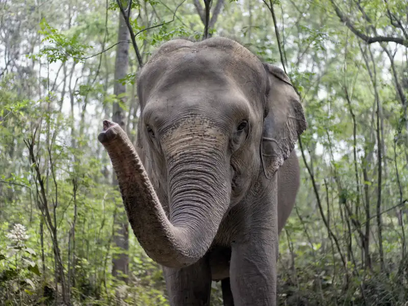 Auf Ihrer individuellen Rundreise sehen Sie mehr von der Tierwelt Nepals bei einem zweitägigen Abstecher in den Chitwan-Nationalpark.