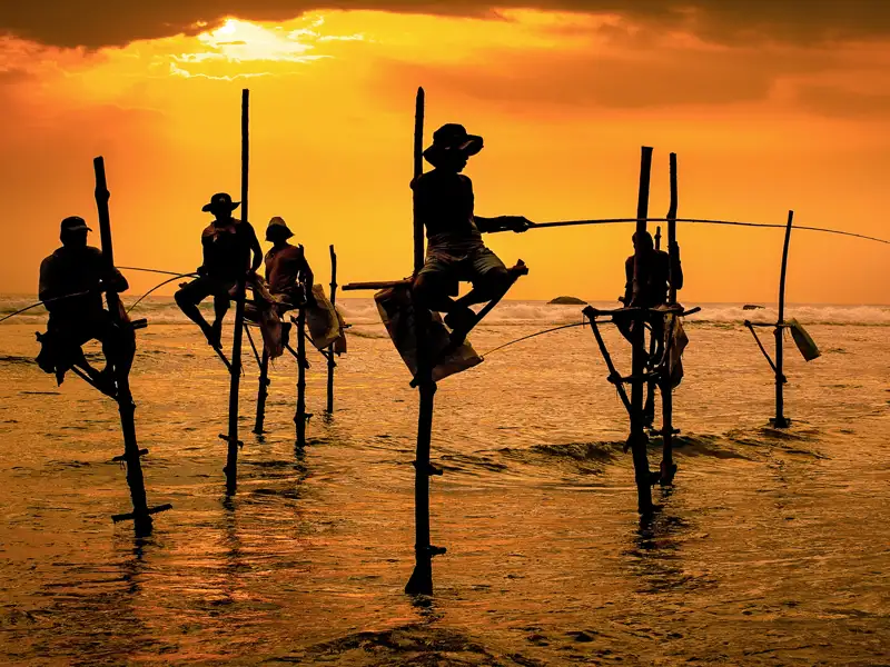 Auf Ihrer individuellen Rundreise durch Sri Lanka sehen Sie auf der Fahrt entlang der Südküste die Stelzenfischer bei Weligama.