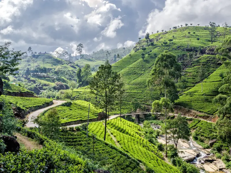 Auf Ihrer individuellen Rundreise durch Sri Lanka besuchen Sie auch die Bergregion um Nuwara Eliya, die für den Teeanbau berühmt ist. Sie schauen sich auf einer Teeplantage um und erfahren mehr über das beliebte Getränk.