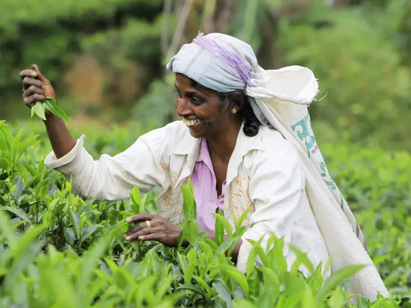 Auf Ihrer individuellen Rundreise durch Sri Lanka sehen Sie auf dem Weg in die Bergregion bei Nuwara Eliya und Ella immer wieder Teepflückerinnen bei der Arbeit.