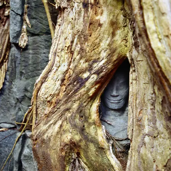 Ein Höhepunkt Ihrer individuellen Rundreise durch Vietnam und Kambodscha: die  jahrtausendealten Tempel von Angkor, die nach und nach wieder vom Dschungel überwuchert werden, was sie zu einer faszinierenden Kulisse macht.