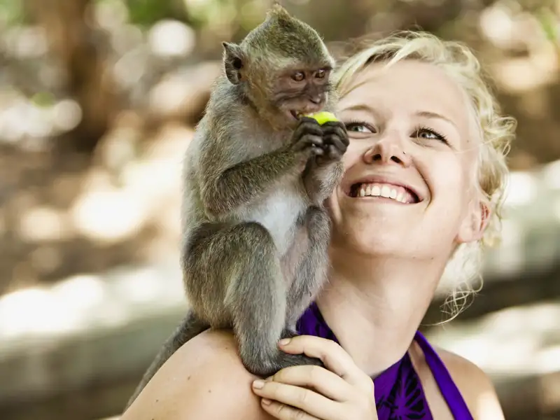 Auf Ihrer individuellen Rundreise durch Bali machen Sie an dem einen oder anderen Tempel bestimmt auch Bekanntschaft mit den Affen - aber Vorsicht, sie können ganz schön frech werden.