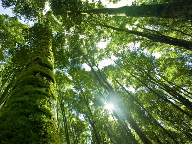 Schier undurchdringliches Grün erwartet Sie auf Ihrer individuellen Rundreise im Inselinneren von Bali.