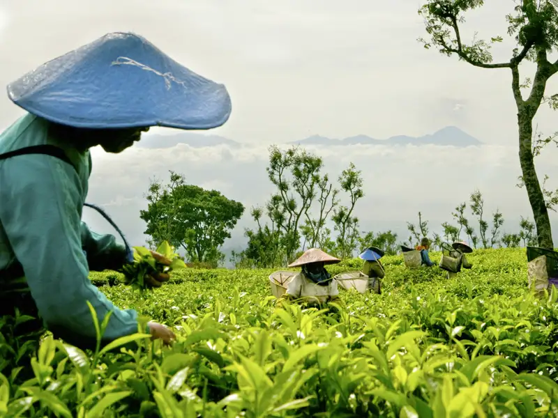 Auf Ihrer Rundreise über die Insel Java genießen Sie den Ausblick auf die wunderschöne Landschaft.